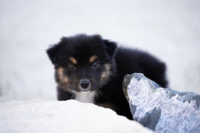 Les chiots de Berger Australien