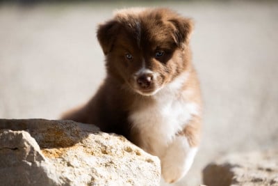 Les chiots de Berger Australien