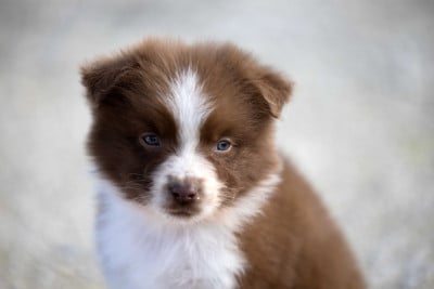 Les chiots de Berger Australien