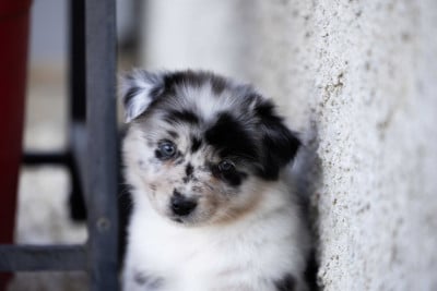 Les chiots de Berger Australien
