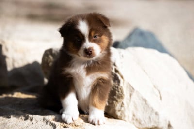 Les chiots de Berger Australien