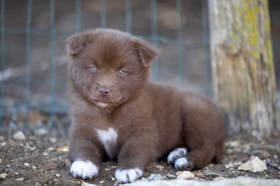 Les chiots de Berger Australien