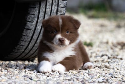 Les chiots de Berger Australien