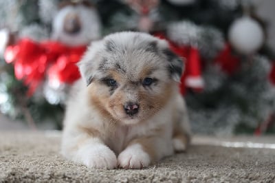 Les chiots de Berger Australien