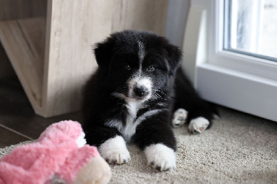 Les chiots de Berger Australien