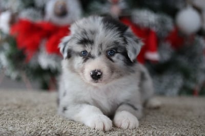 Les chiots de Berger Australien
