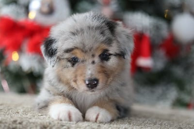Les chiots de Berger Australien