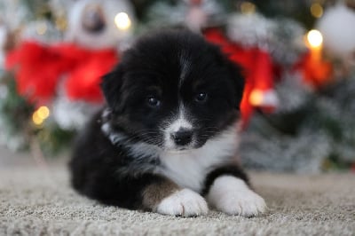Les chiots de Berger Australien