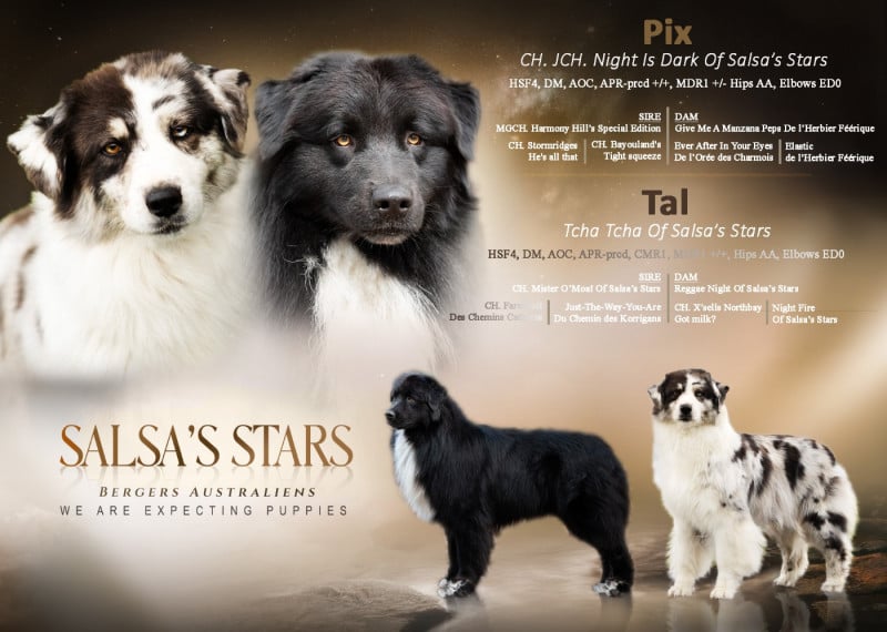 Berger Australien - Of Salsa's Stars