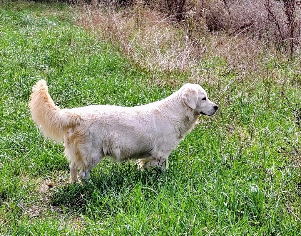 Undie De La Lagune De Montdesir