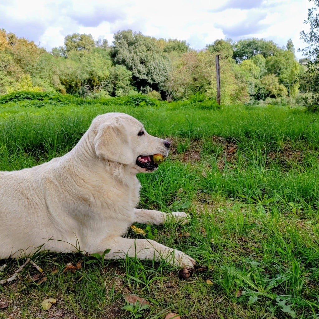 Undie De La Lagune De Montdesir