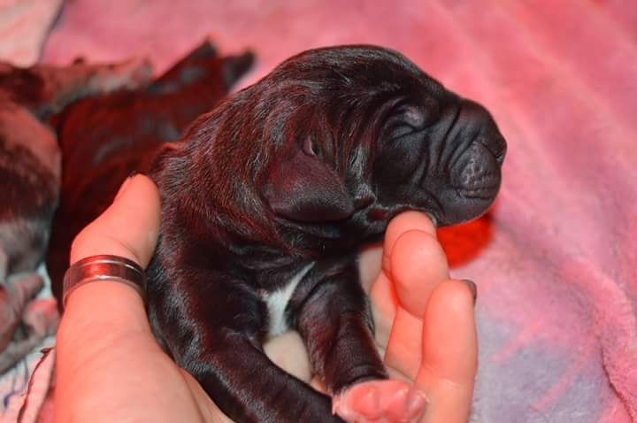 O'lisana A La Lueur De Tiago