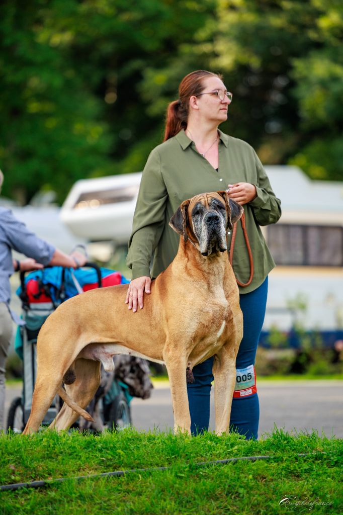 CH. Pandemonium Du Wekomundo Of Dark Angel's