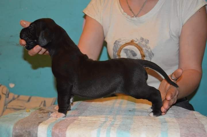 O'lisana A La Lueur De Tiago