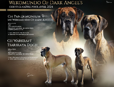 Dogue allemand - Du Wekomundo Of Dark Angel\'s