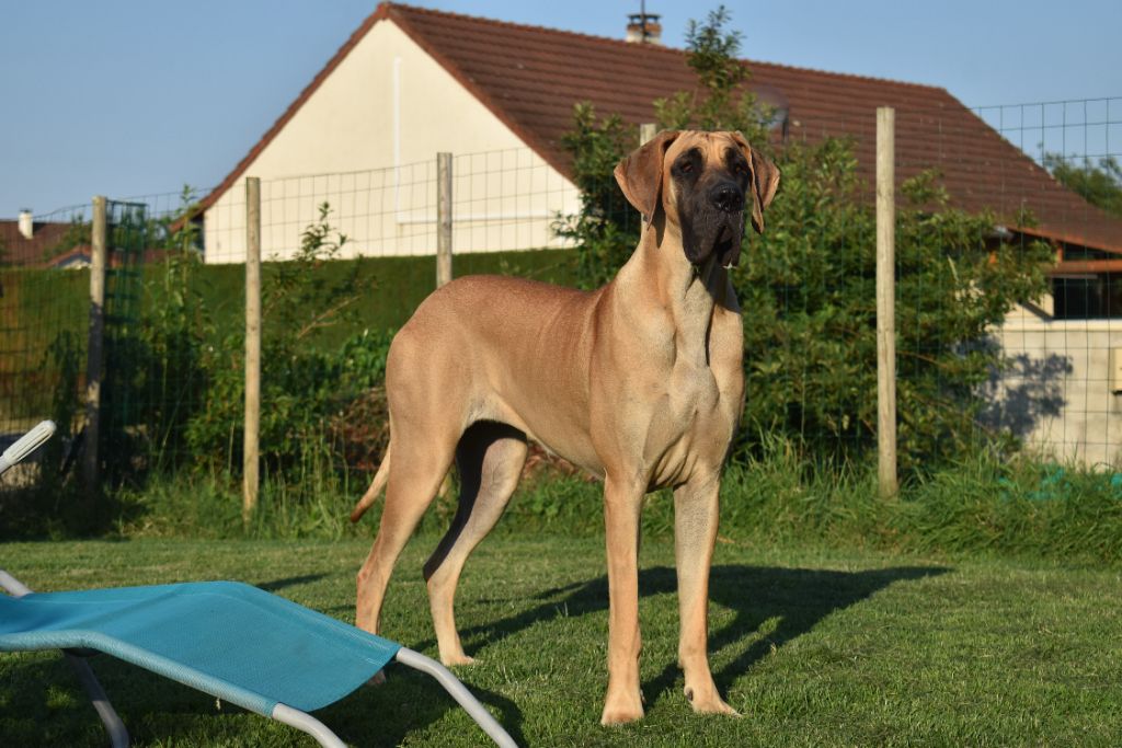 CH. Uzumaki Du Dragon De La Plume Dorée - 1ère excellent + JCAC + meilleur jeune