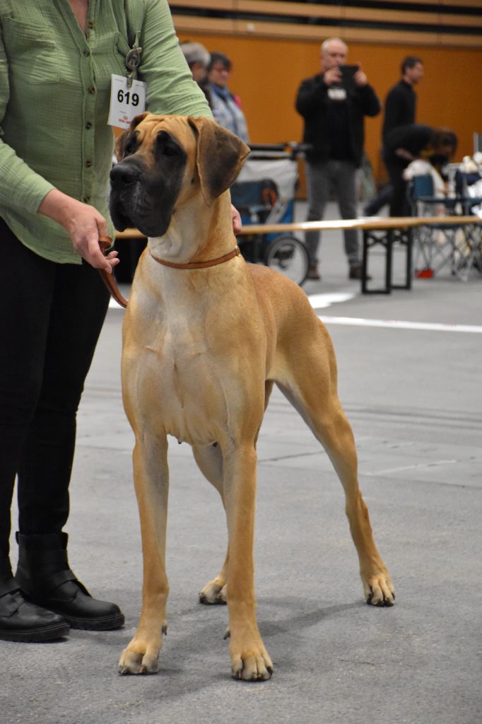 CH. Uzumaki Du Dragon De La Plume Dorée - 1ère excellent + CAC + BOS