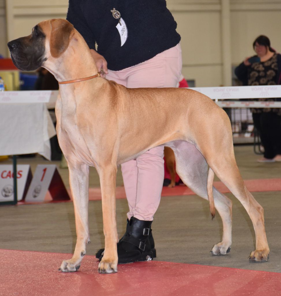 CH. Uzumaki Du Dragon De La Plume Dorée - 1ère excellent + BOB