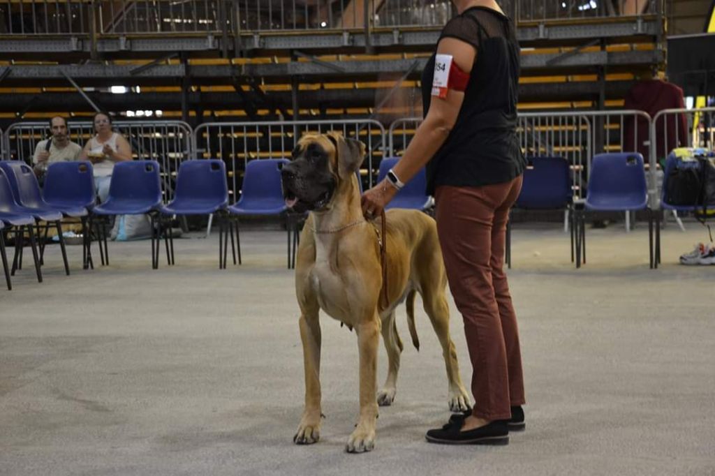 CH. Nina dite haiñeko de l'Hacienda Des Dogos - 1er excellent + CACS + BOS