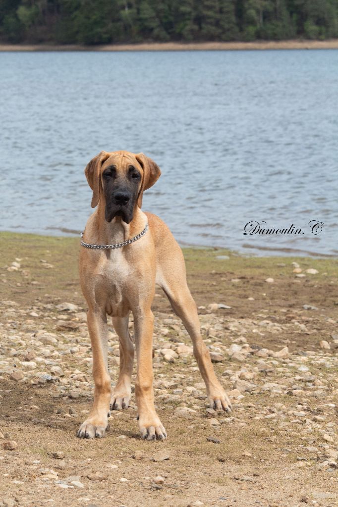 CH. Uzumaki Du Dragon De La Plume Dorée - Très prometteur