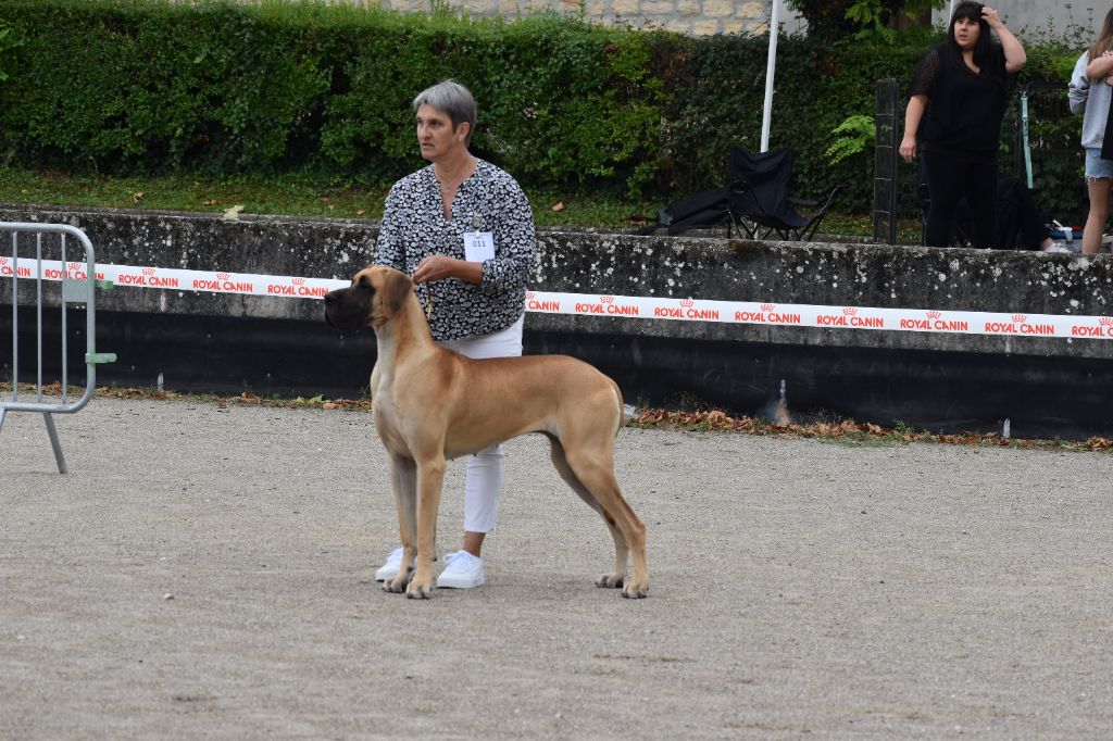 CH. Uzumaki Du Dragon De La Plume Dorée - 1ère excellent + CACL + RCACIB