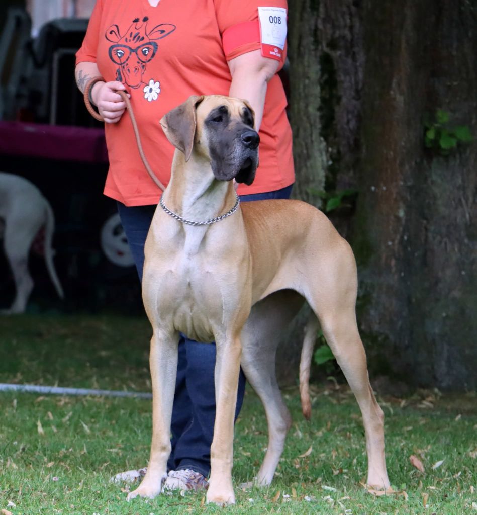 CH. Uzumaki Du Dragon De La Plume Dorée - 3ème excellent