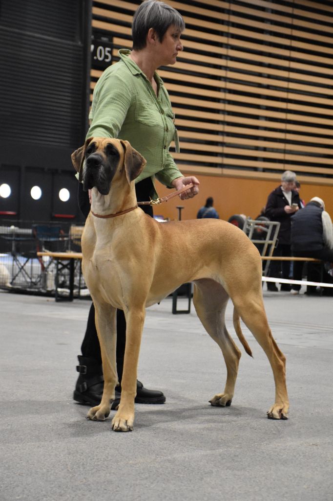 CH. Uzumaki Du Dragon De La Plume Dorée - Excellent