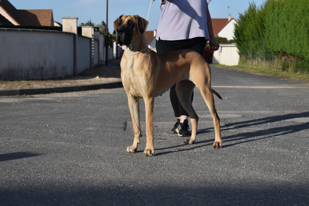 CH. Uzumaki Du Dragon De La Plume Dorée - 1ère excellent + CAC + BOB