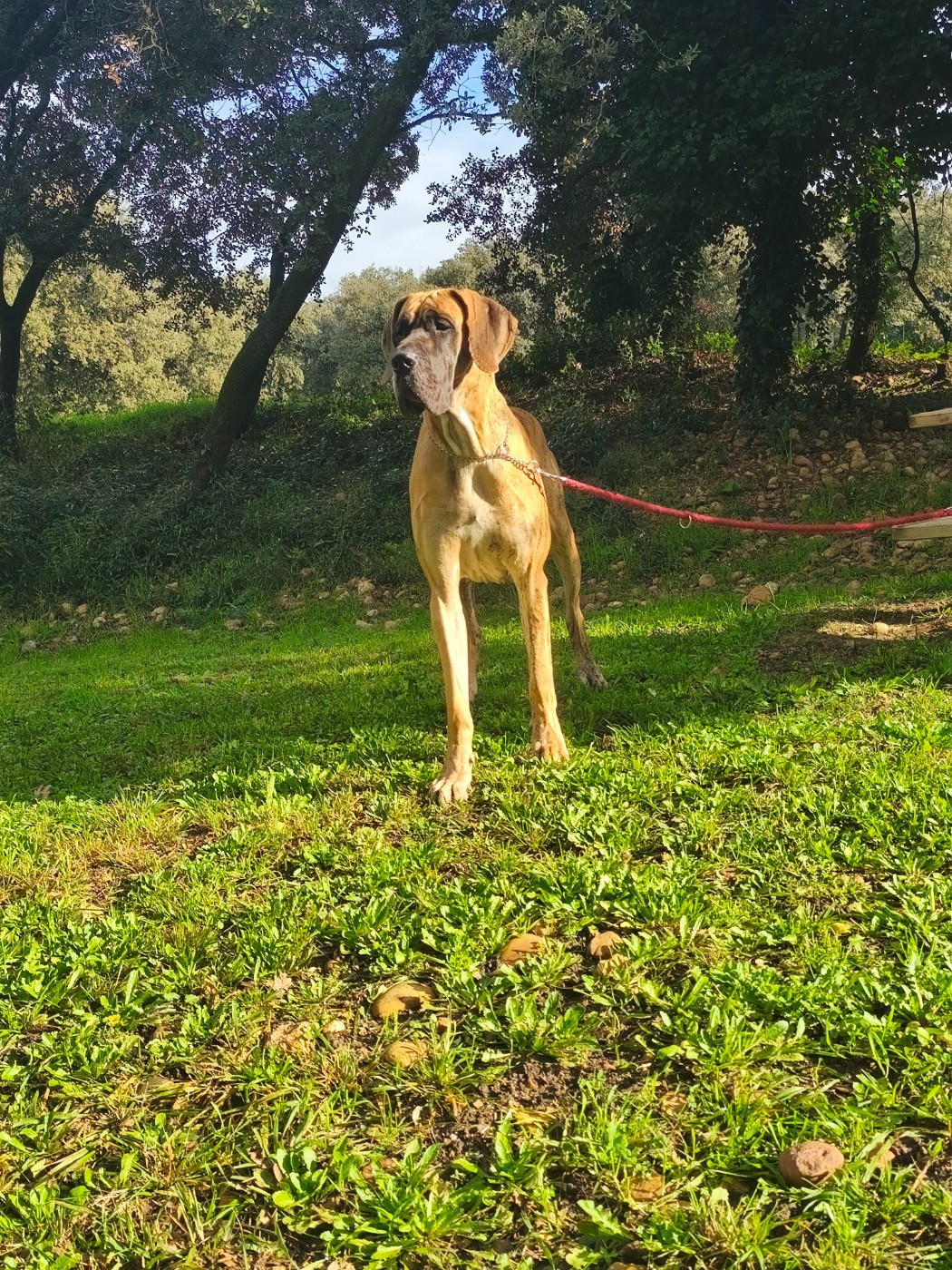 Volkova dite hyôrinmaru Du Wekomundo Of Dark Angel's - 1ère excellent + CAC