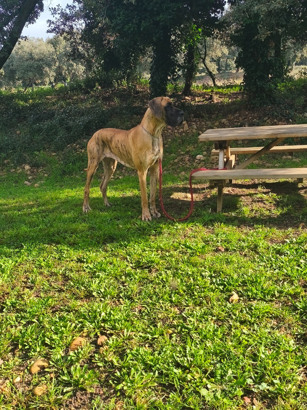 Volkova dite hyôrinmaru Du Wekomundo Of Dark Angel's - 1ère excellent + CAC + BOB