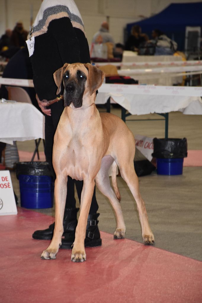 CH. Uzumaki Du Dragon De La Plume Dorée - 1ère très bon