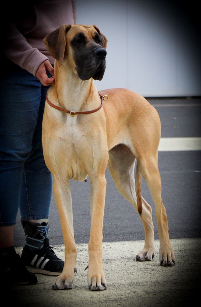 CH. Uzumaki Du Dragon De La Plume Dorée - 1ère excellent + CAC + BOS