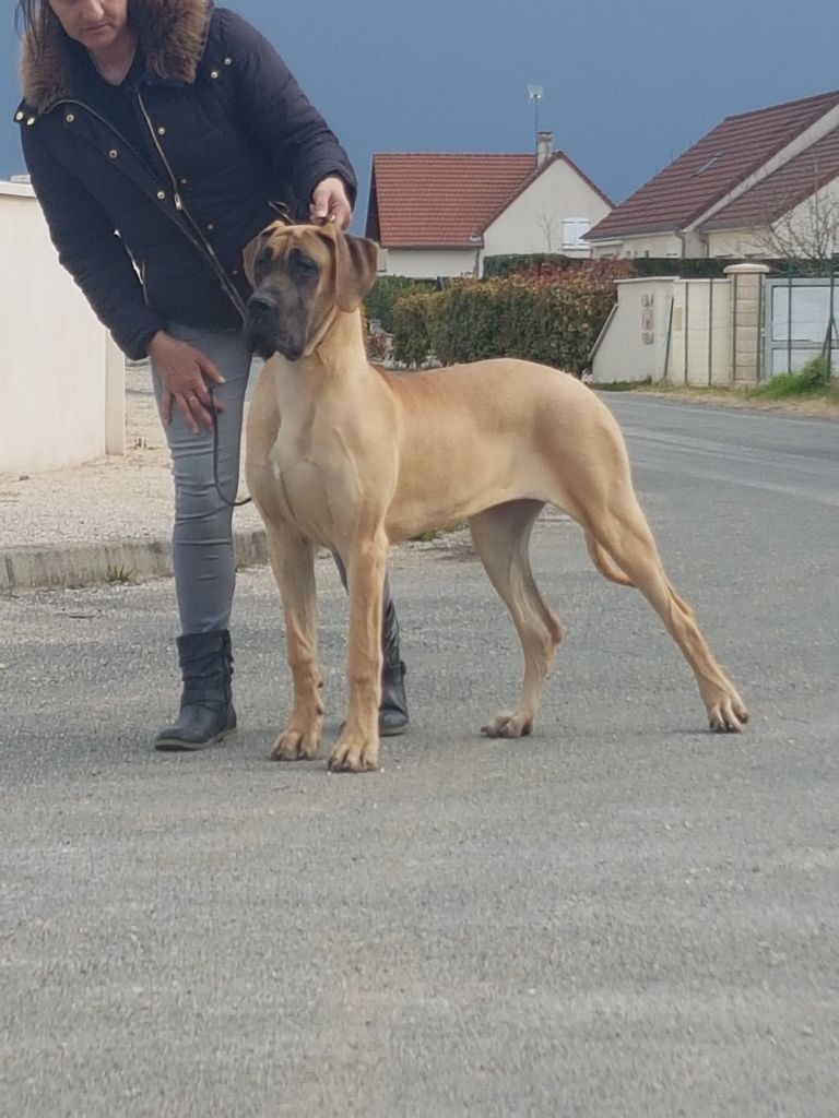 CH. Nina dite haiñeko de l'Hacienda Des Dogos - 2ème très prometteur