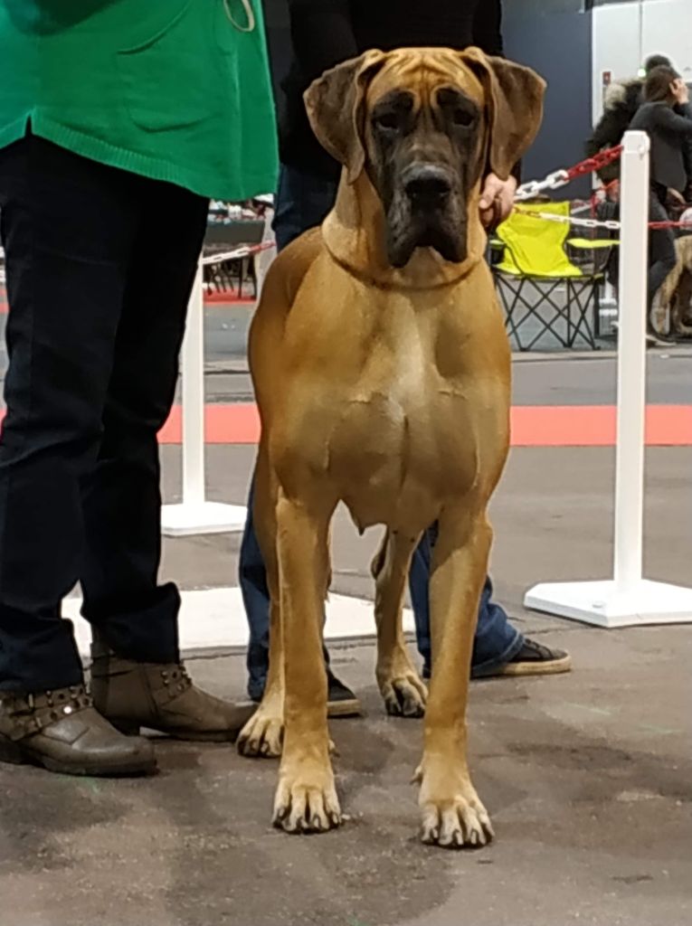 CH. Nina dite haiñeko de l'Hacienda Des Dogos - 1er excellent + CAC + RCACIB