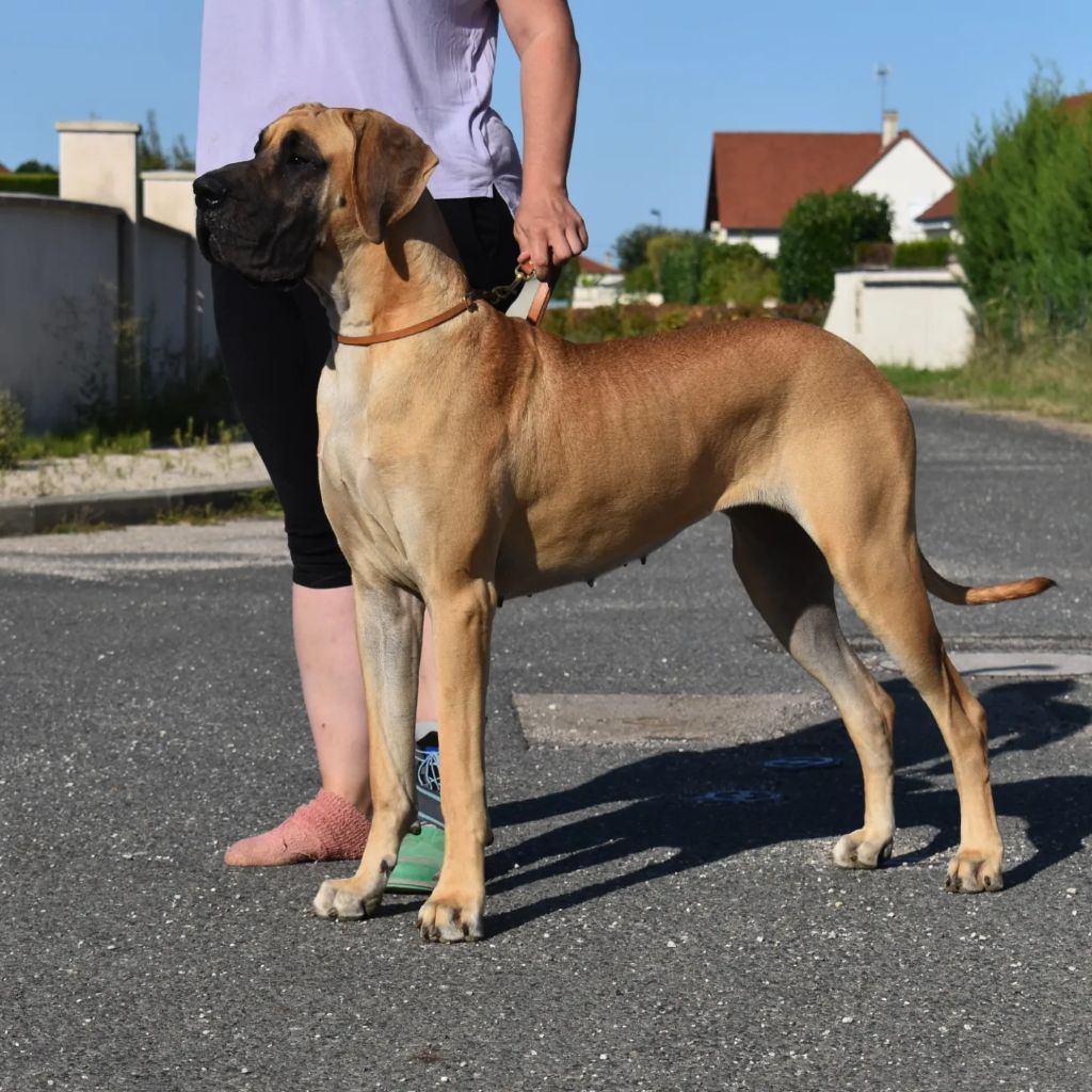 CH. Uzumaki Du Dragon De La Plume Dorée - 2eme très bon + confirmation