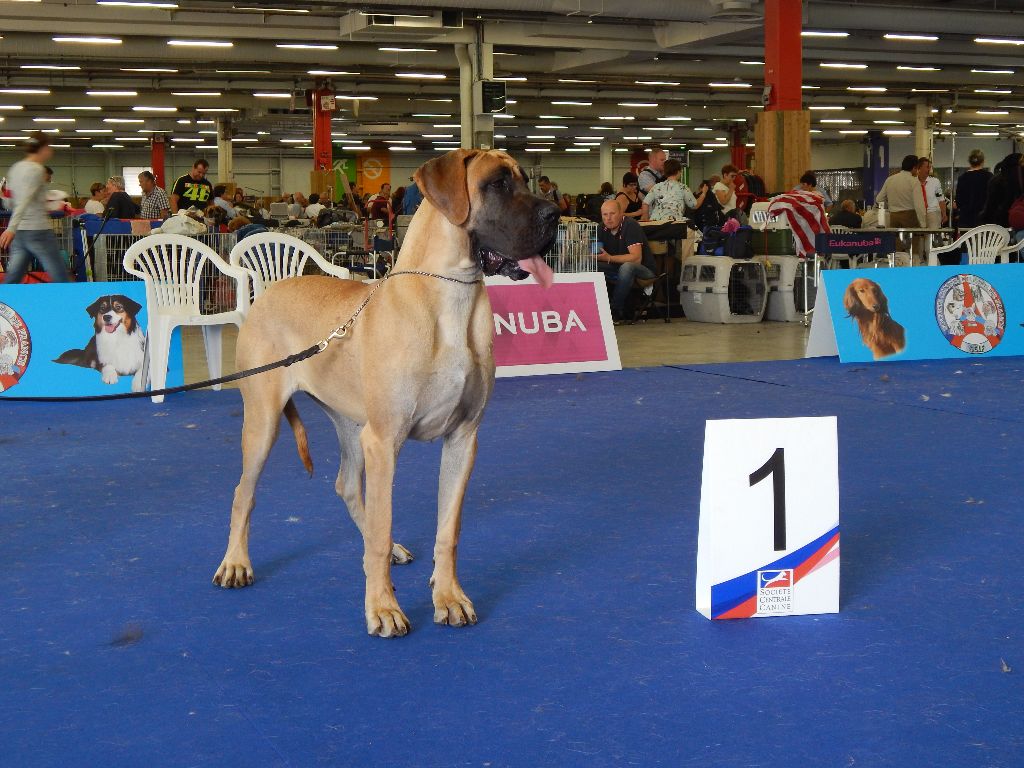 CH. Nina dite haiñeko de l'Hacienda Des Dogos - 1ere excellent
