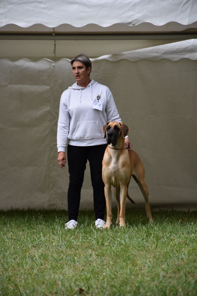 CH. Uzumaki Du Dragon De La Plume Dorée - 1ère excellent + CAC + pack génomique