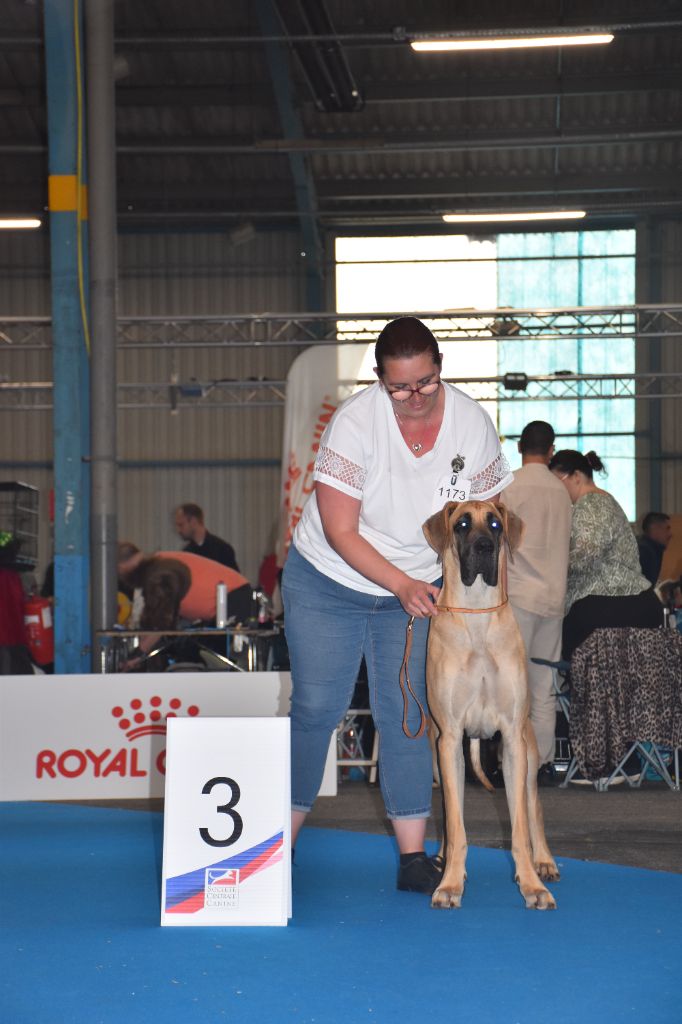 CH. Uzumaki Du Dragon De La Plume Dorée - 3ème excellent