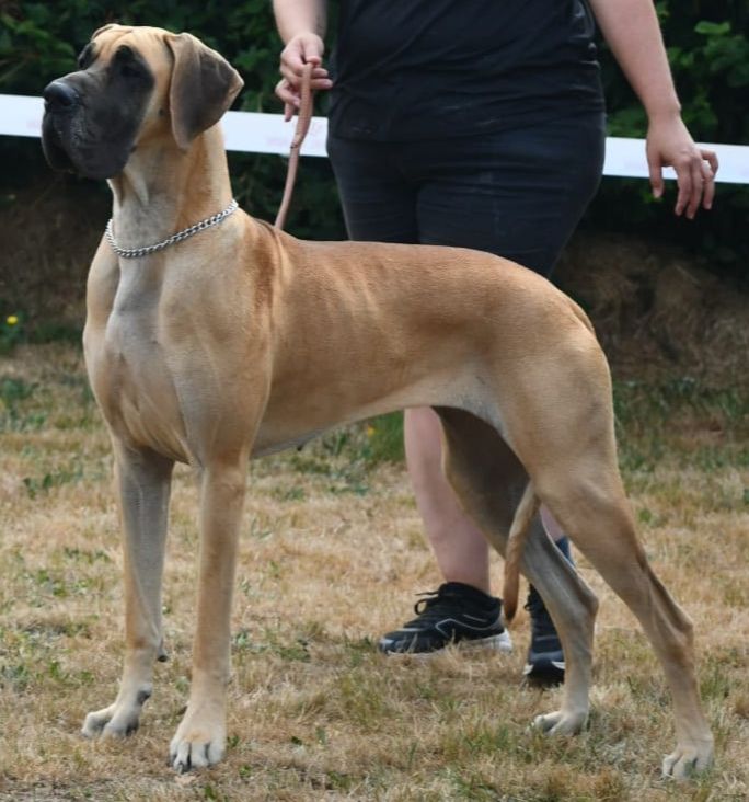 CH. Uzumaki Du Dragon De La Plume Dorée - 1ere excellent + CAC + BOB