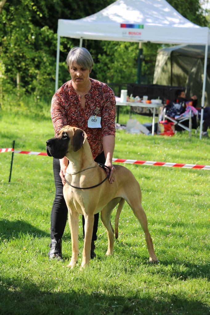 CH. Uzumaki Du Dragon De La Plume Dorée - 1ère très bon