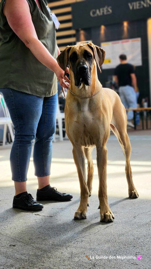 CH. Uzumaki Du Dragon De La Plume Dorée - 1ère excellent + JCACIB + meilleur jeune
