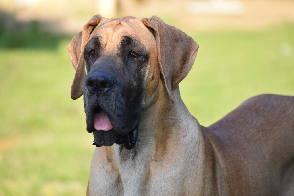 CH. Uzumaki Du Dragon De La Plume Dorée - 1ere excellent + JCAC + JCACIB + qualif cruft + BOB jeune