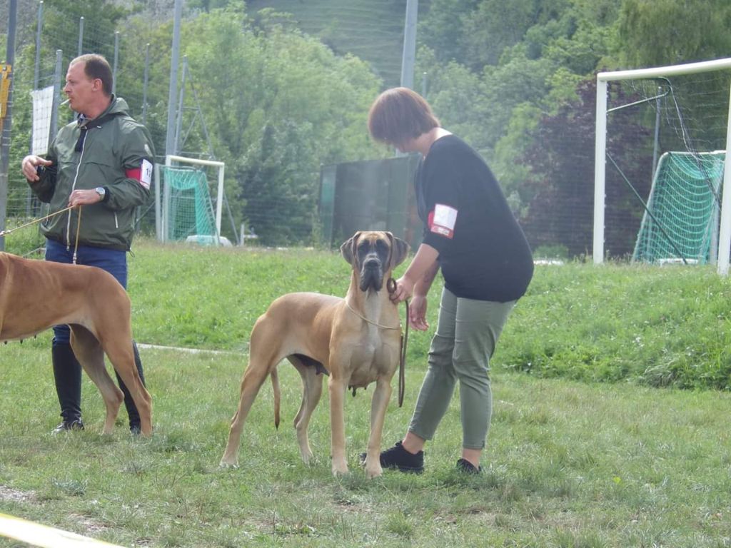 CH. Nina dite haiñeko de l'Hacienda Des Dogos - 1er excellent + CAC