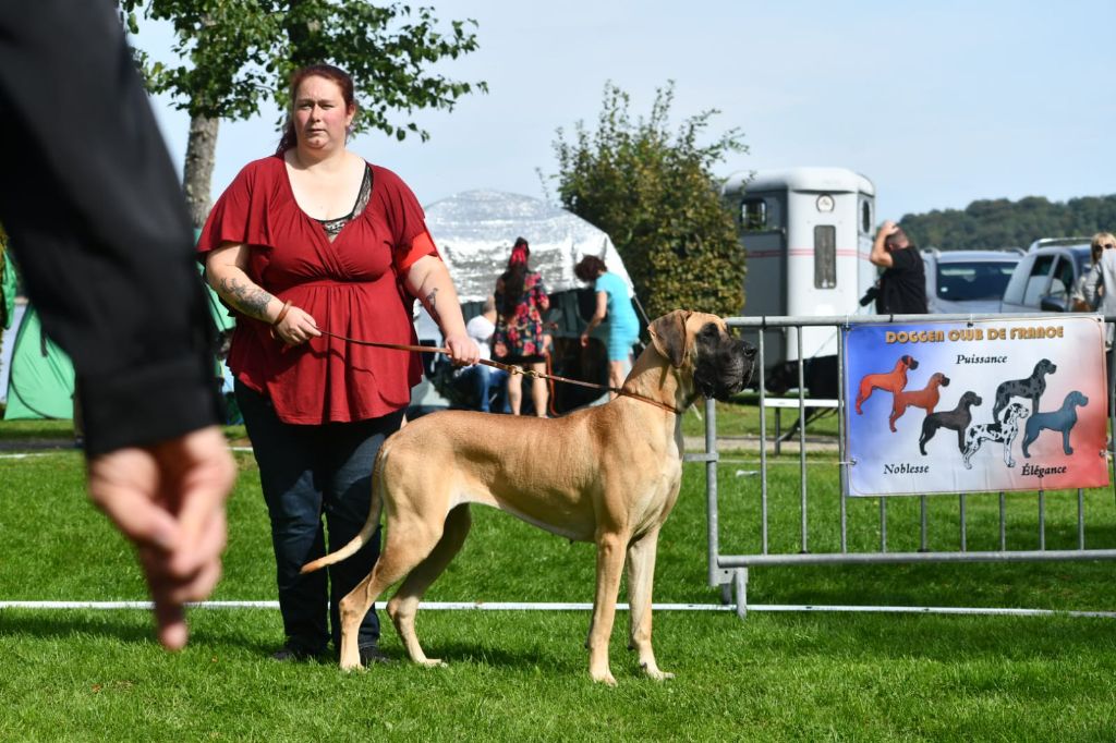 CH. Uzumaki Du Dragon De La Plume Dorée - Très bon non classé