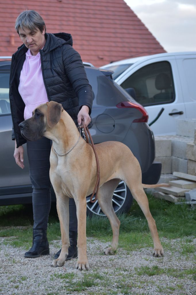 CH. Uzumaki Du Dragon De La Plume Dorée - 1ère excellent + JCAC + meilleur jeune + BOS