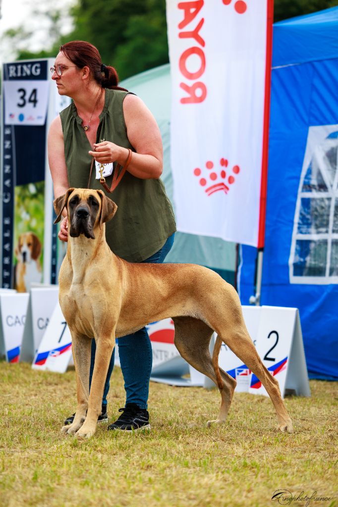 CH. Uzumaki Du Dragon De La Plume Dorée - 4ème très bon