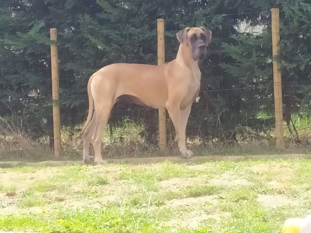 CH. Nina dite haiñeko de l'Hacienda Des Dogos - 3eme excellent