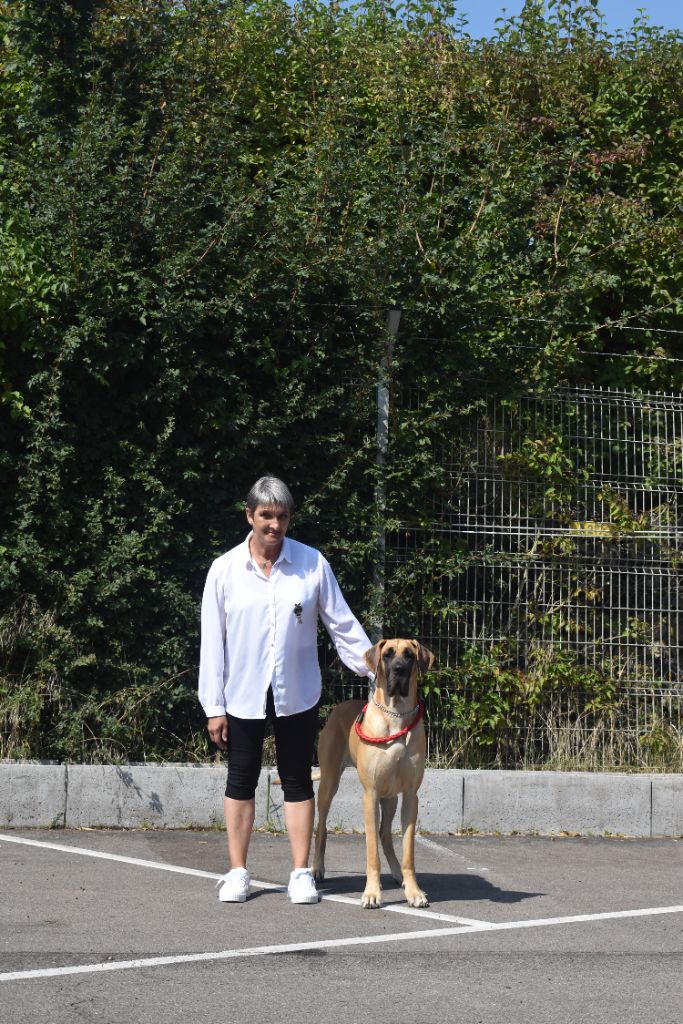 CH. Uzumaki Du Dragon De La Plume Dorée - 1ère excellent + CACL