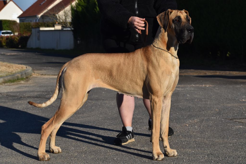 CH. Uzumaki Du Dragon De La Plume Dorée - 2ème excellent + RCAC