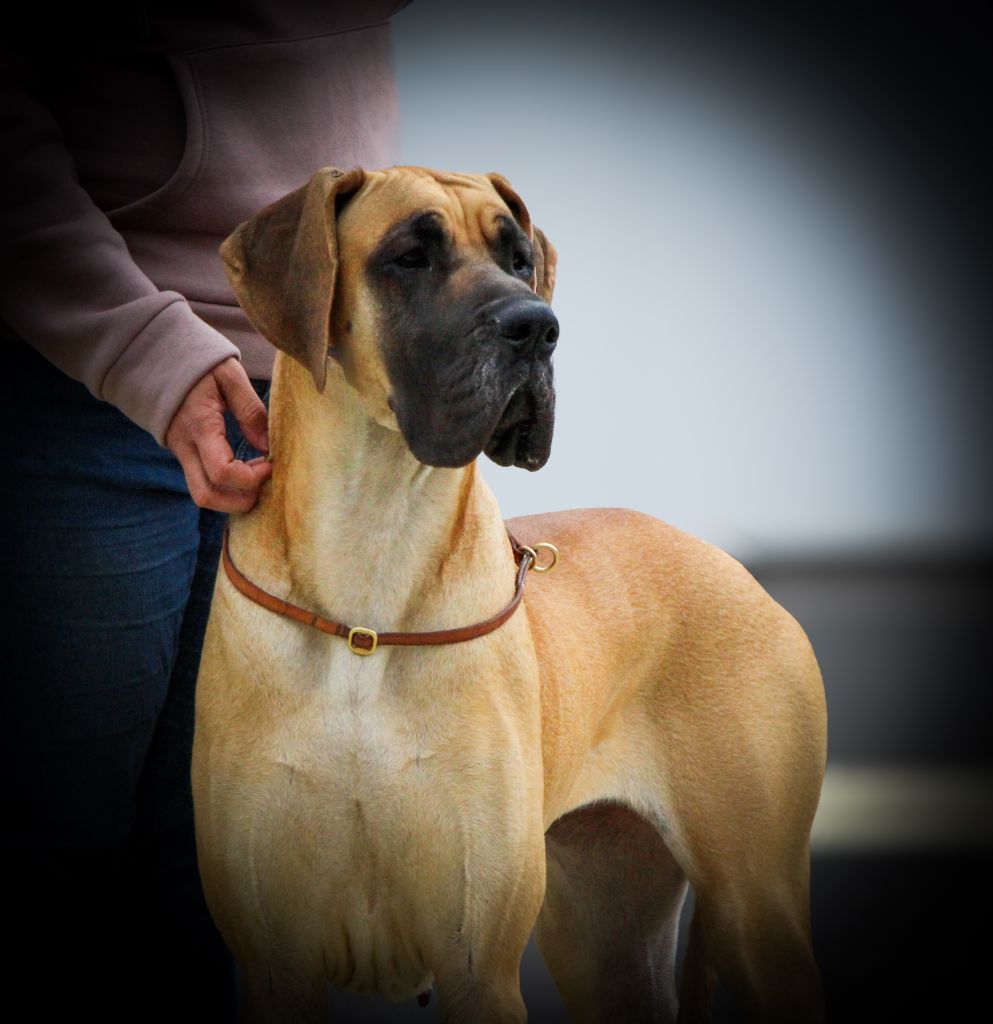 CH. Uzumaki Du Dragon De La Plume Dorée - 1ère excellent